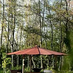 Cabin Primrose